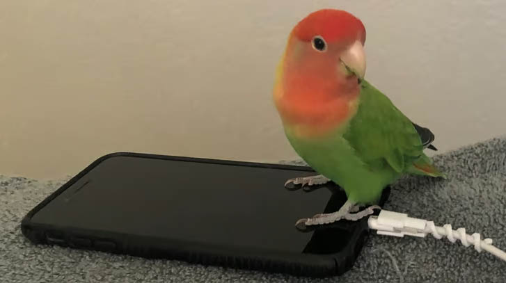 محافظ فنری کابل اپل